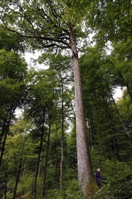 France, Bas-Rhin (67), Parc Naturel régional des Vosges du Nord, La Petite Pierre, randonneuse sur le sentier des Trois Roches, le grand chêne haut d’une quarantaine de mètres et qui aurait 240 ans