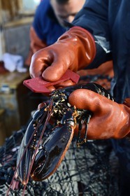 Suède, Västra Götaland, Iles Koster, sortie en mer pour récupérer les casiers à homards, vérification du calibrage