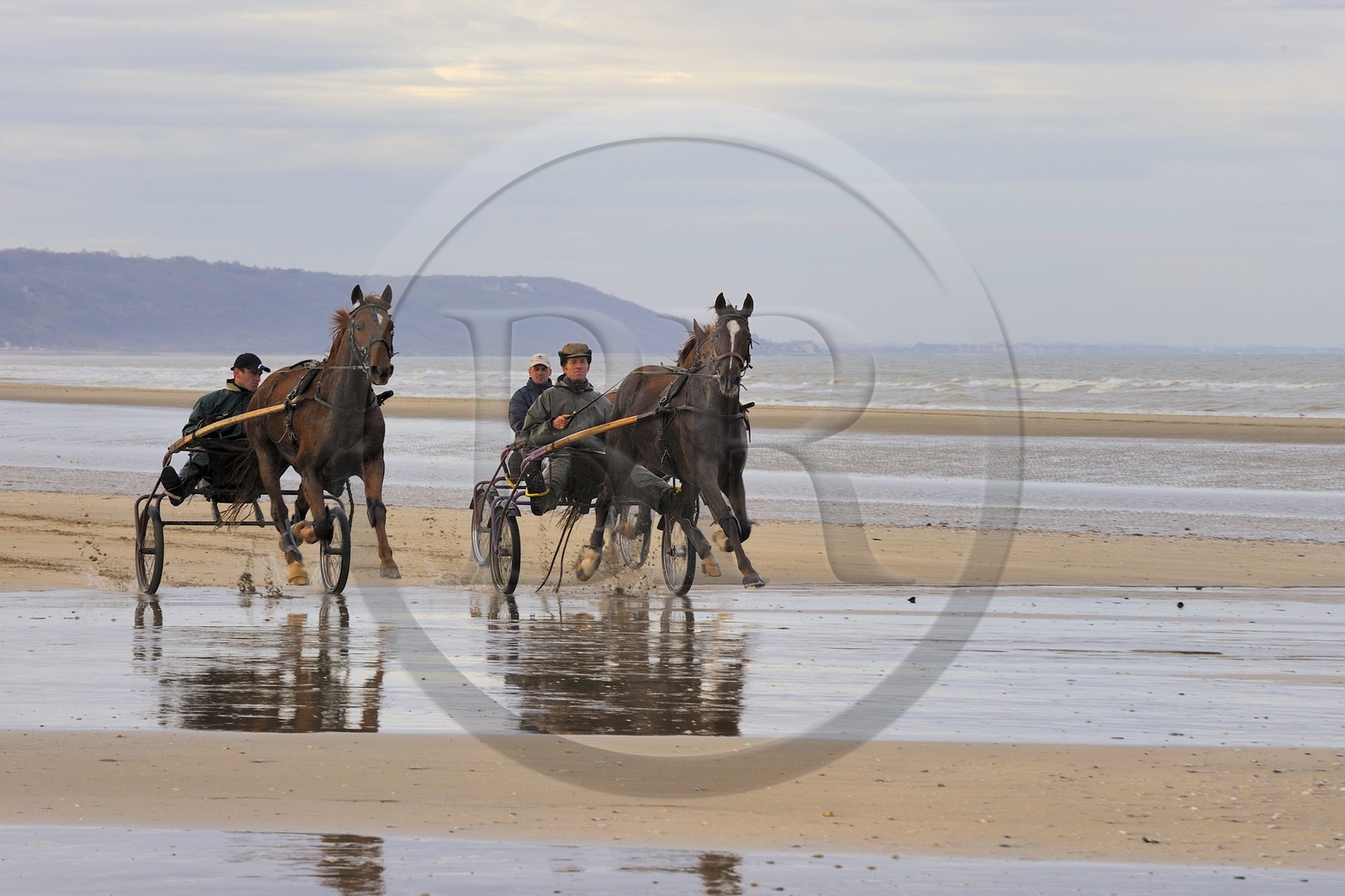 France, Calvados (14), Pays d'Auge, Deauville, attelages de course de trot sur la plage à marée basse