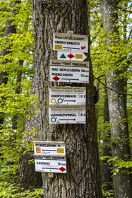 France, Bas-Rhin (67), Parc naturel régional des Vosges du Nord, Obersteinbach, foret domaniale de Steinbach, panneaux de directions et balisage des sentiers