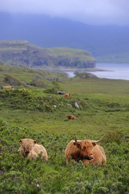 Royaume-Uni, Ecosse, Highland, Hébrides intérieures, Ile de Mull, vache de race Highland