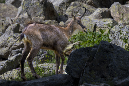 France, Alpes-Maritimes (06), parc national du Mercantour, Haute-Vésubie, Saint-Martin-Vésubie, Val du Haut Boréon, chamois (Rupicapra rupicapra) au lac des Sagnes vers le refuge de Cougourde