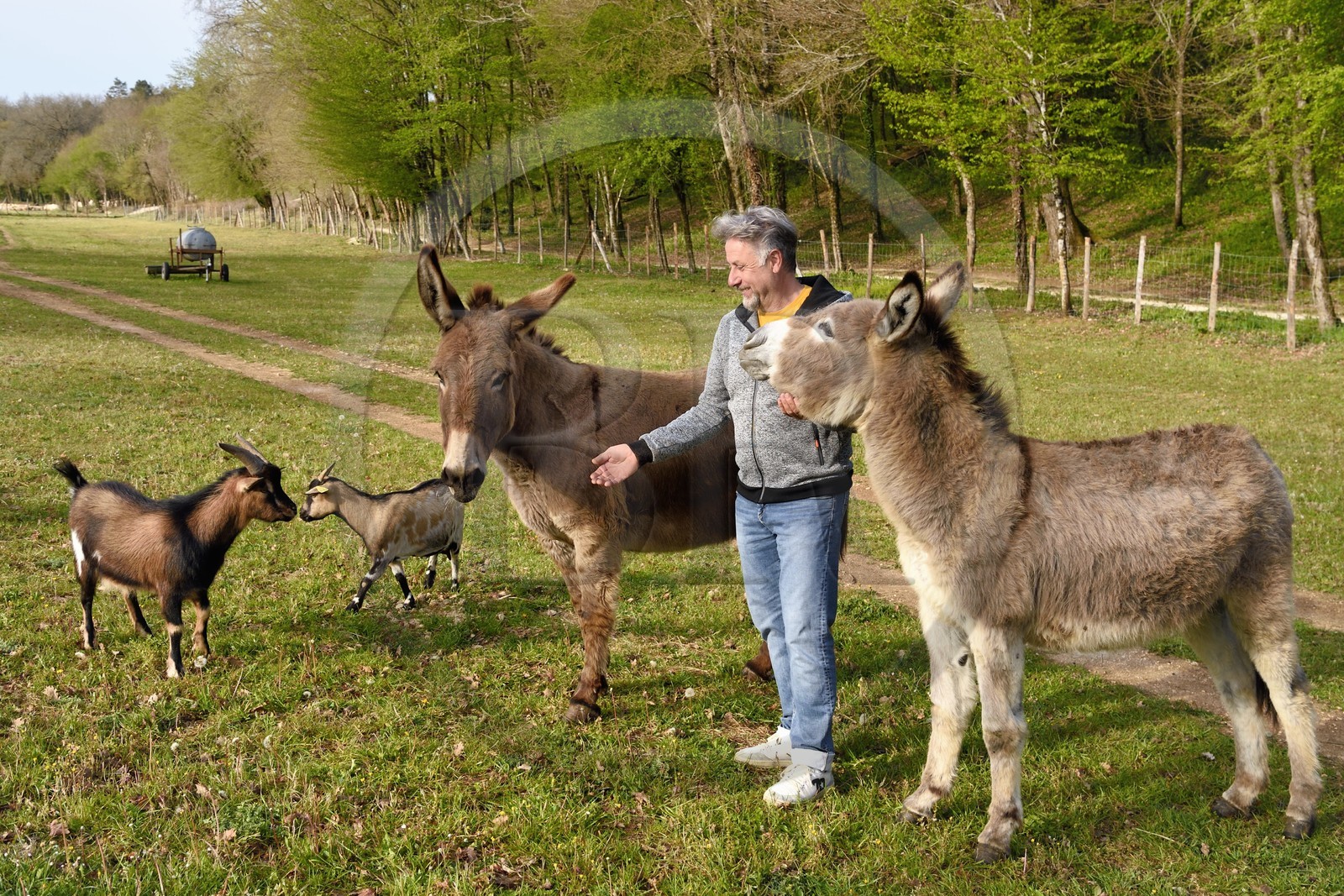 France, Charente (16), Chazelles, William Sabourin qui a créé le camping du Buron avec ses deux anes