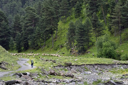 Géorgie, Kakheti, Parc national de Touchétie, vallée de la rivière Alazani dans les montagnes de Pirikiti, randonneur croisant un berger et son troupeau de moutons