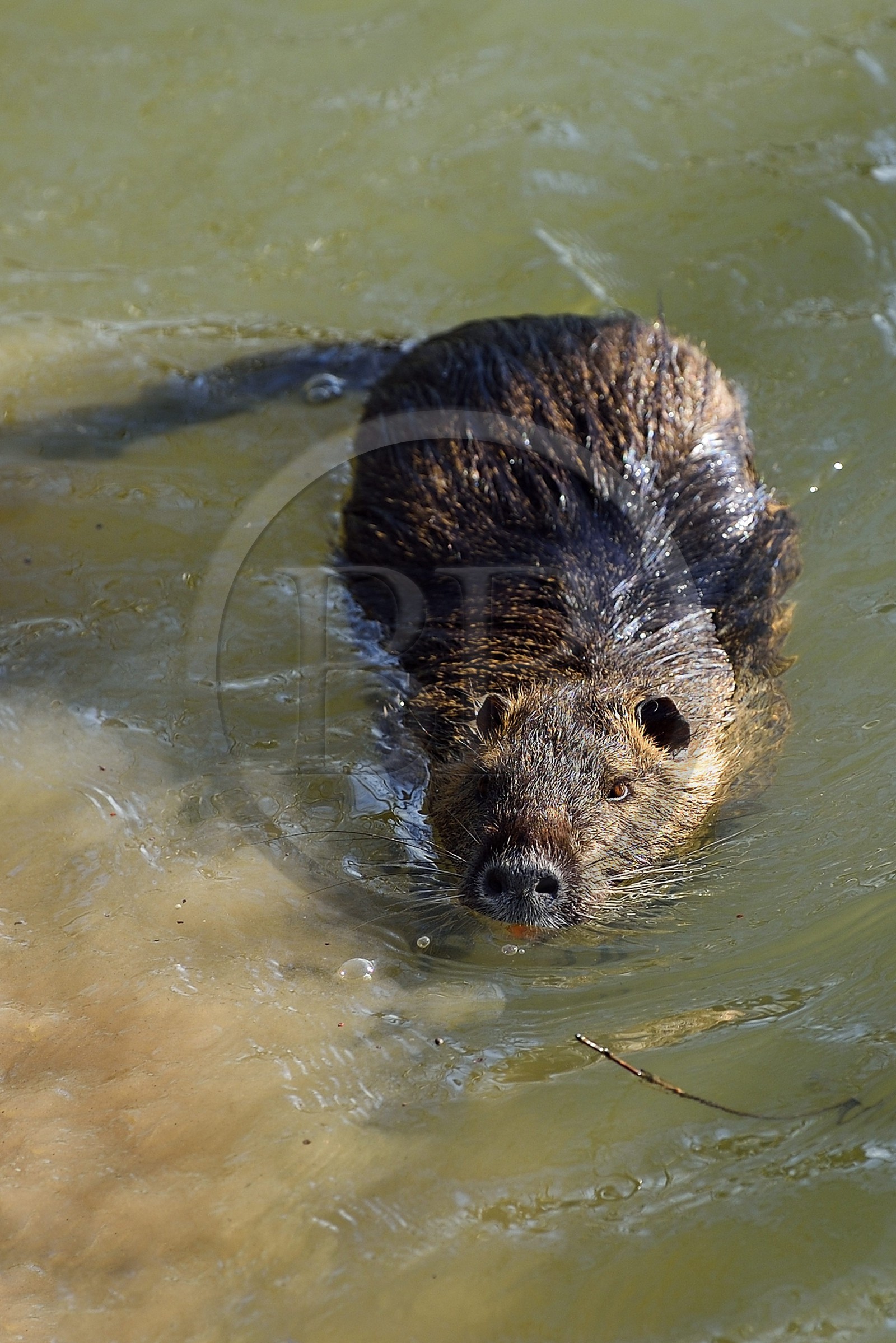 France, Val-de-Marne (94), les bords de Marne, Bry-sur-Marne, Ragondin (Myocastor coypus)