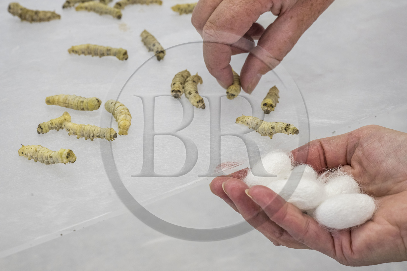 France, Gard (30), Monoblet, l'Atelier Sericyne relance la sériciculture française, élevage de vers à soie et production de soie d'exception et intissée pour la réalisation d'objets de décoration