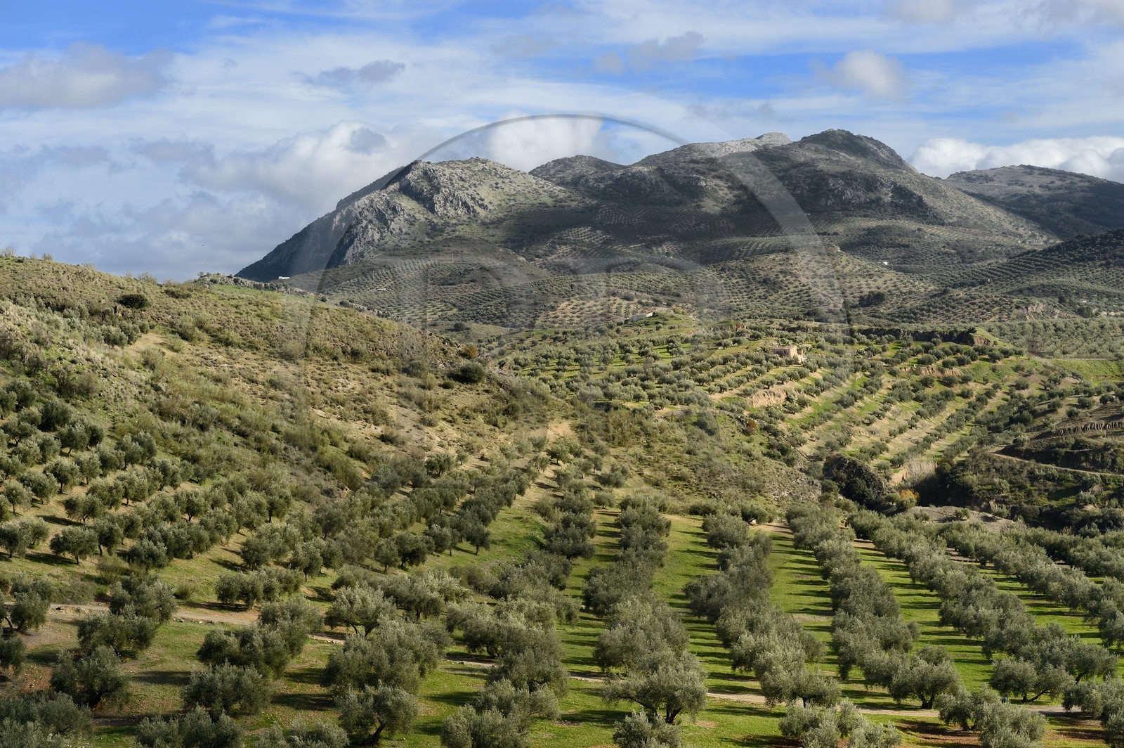 Espagne, Andalousie, province de Jaén, champs d'oliviers au sud de Martos et la Sierra Magina en arrière plan