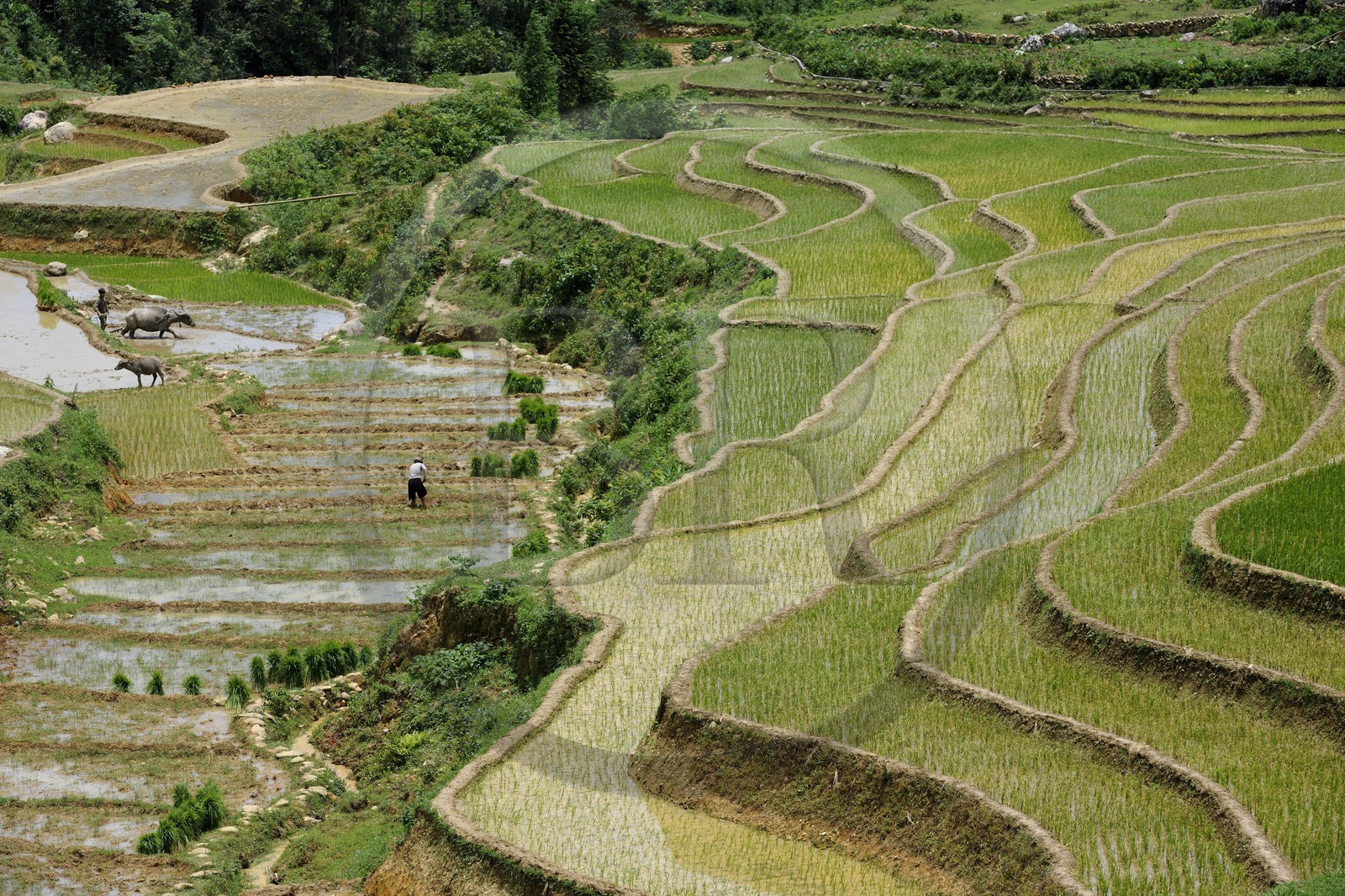 Vietnam, province de Lao Cai, région de Sapa, vallée de Ta Phin, culture de rizières en terrasses par la minorité Hmong Noir