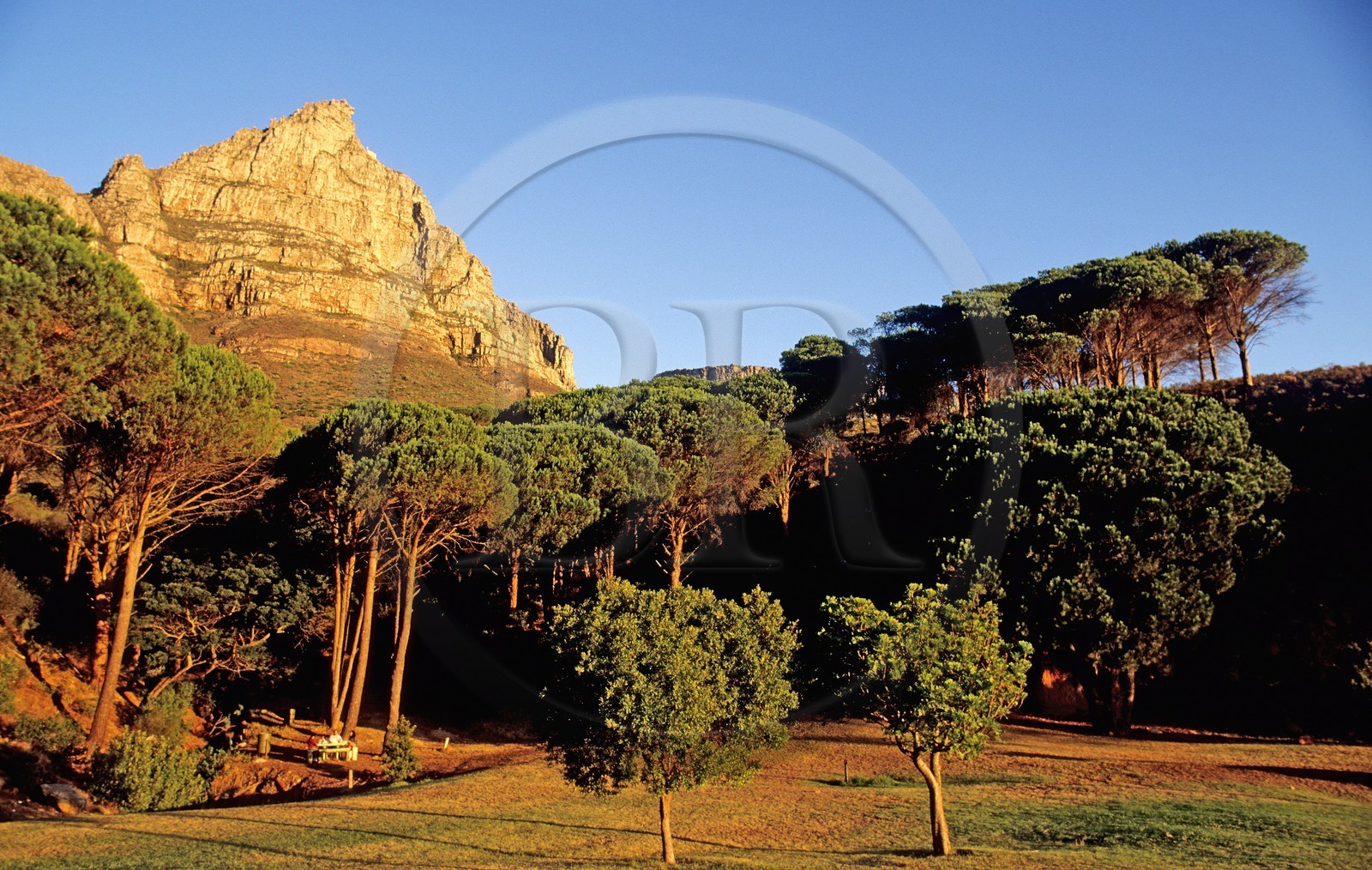 Afrique du Sud, péninsule du Cap, ìBraaiî barbecue du dimanche