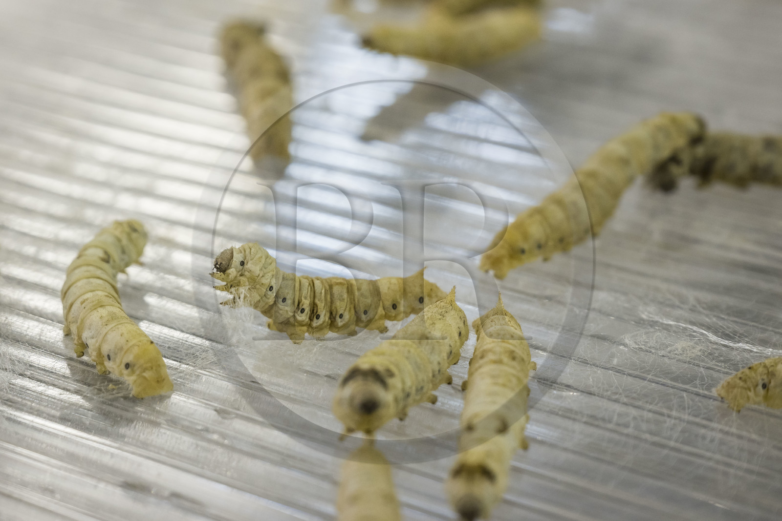 France, Gard (30), Monoblet, l'Atelier Sericyne relance la sériciculture française, élevage de vers à soie et production de soie d'exception et intissée pour la réalisation d'objets de décoration