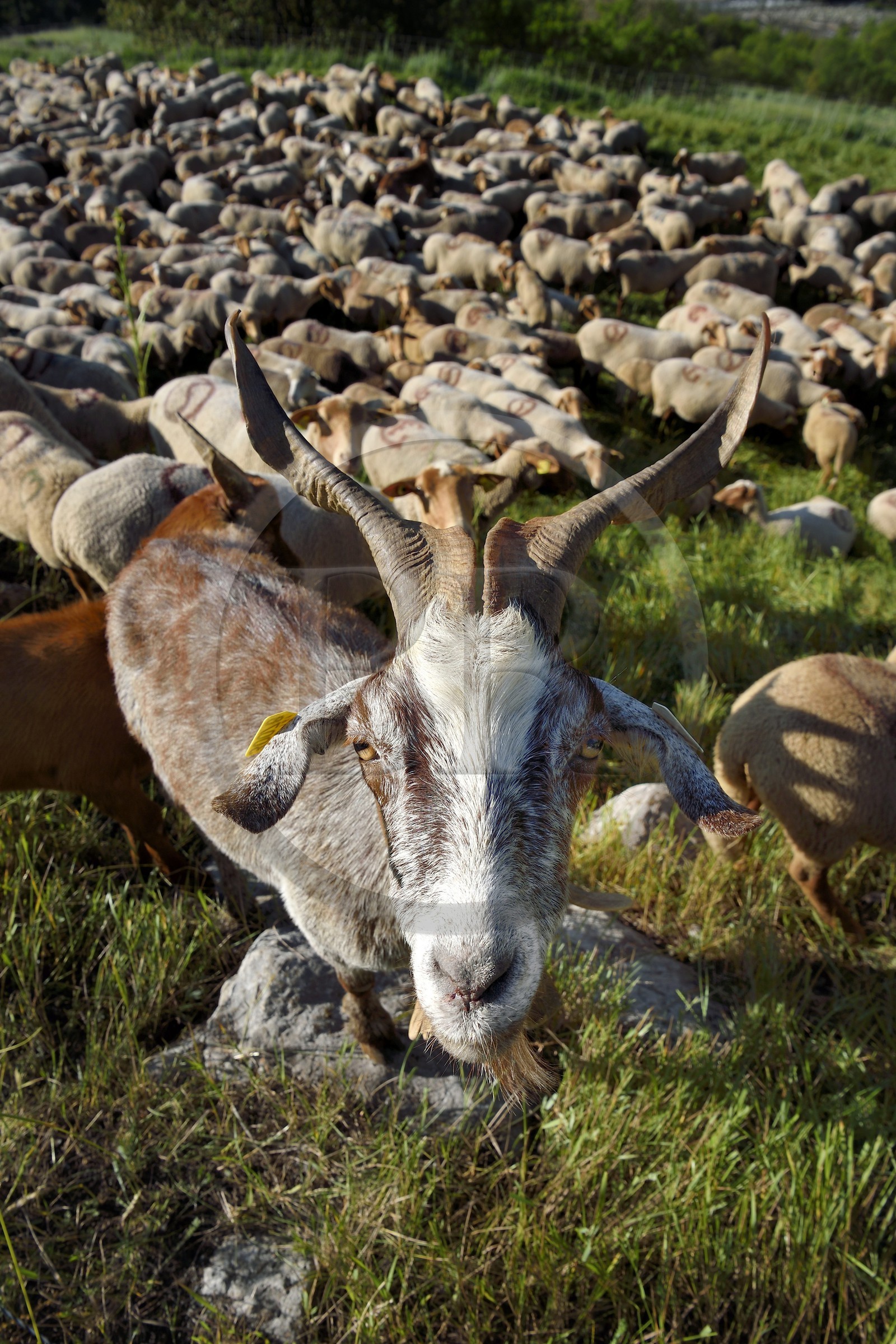 France, Alpes-de-Haute-Provence (04), Uvernet-Fours, massif du Mercantour, vallée de l'Ubaye, vallée de la Bachelard vers le col de la Cayolle (2326 m), troupeau de moutons et chèvres