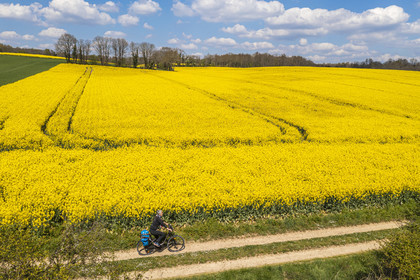 France, Charente (16), cycliste sur la Coulée d’Oc (portion de la véloroute La Flow Vélo) bordant un champ de colza en fleurs entre le village de Feuillade et Marthon (vue aérienne)