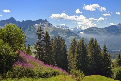 Suisse, canton de Vaud, Villars-sur-Ollon, sapin et épilobes, le Mont-Blanc en arrière plan