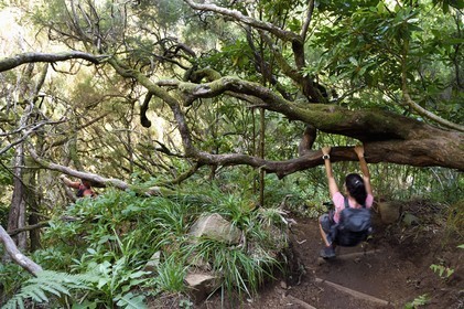 Portugal, Ile de Madère, randonnée par la levada do Alecrim dans La forêt de Rabaçal, la forêt Laurissilva classée Patrimoine Mondial de l'UNESCO, unique vestige de la forêt primaire qui recouvrait le sud de l’Europe il y a des millions d’années