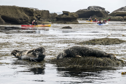 France, Finistère (29), Penmarch, archipel des Étocs, sortie en kayak du Centre nautique du Guilvinec à la découverte du phoque gris (halichoerus grypus) dans les rochers à marée basse