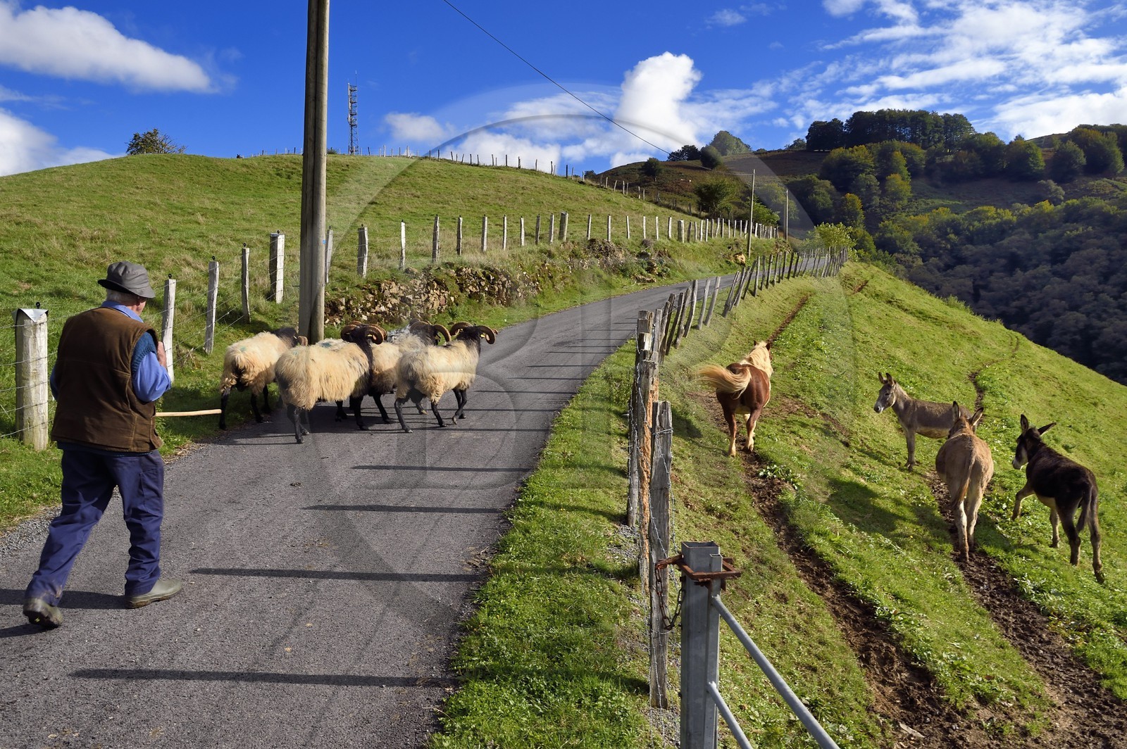 France, Pyrénées-Atlantiques (64), Pays-Basque, vallée des Aldudes, Urepel, brebis manech tête noire