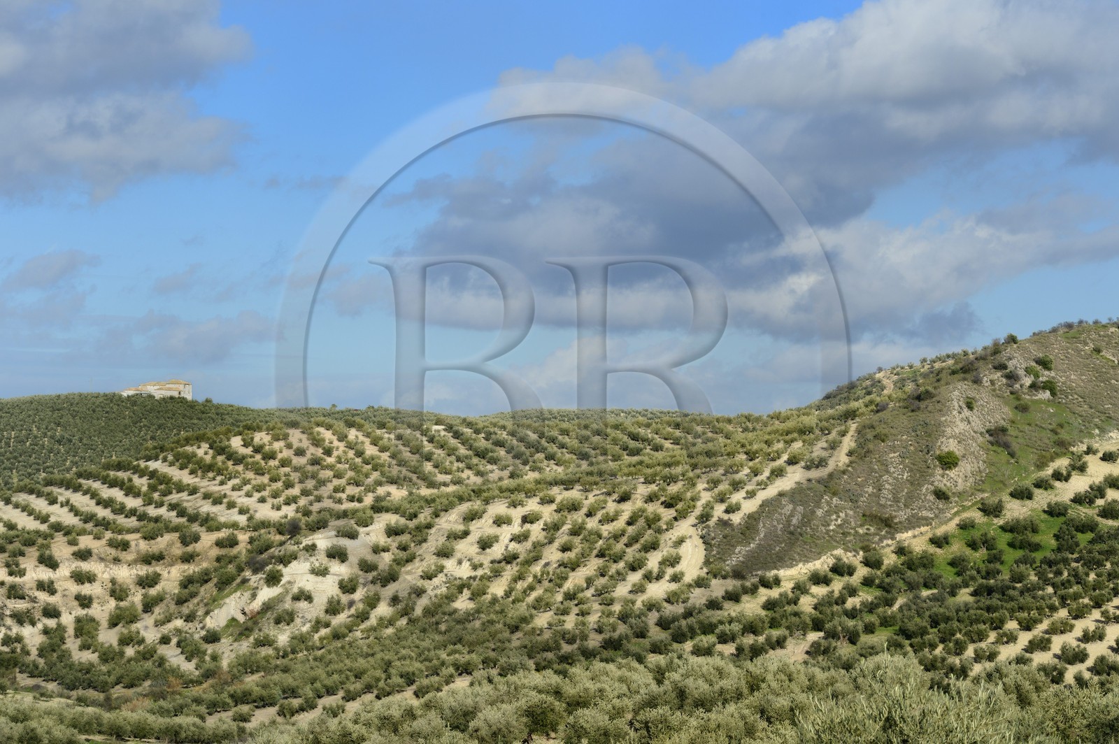 Espagne, Andalousie, province de Jaén, champs d'oliviers au sud de Martos entre Baena et Alcaudete
