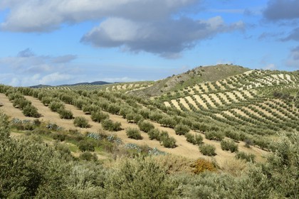 Espagne, Andalousie, province de Jaén, champs d'oliviers au sud de Martos entre Baena et Alcaudete