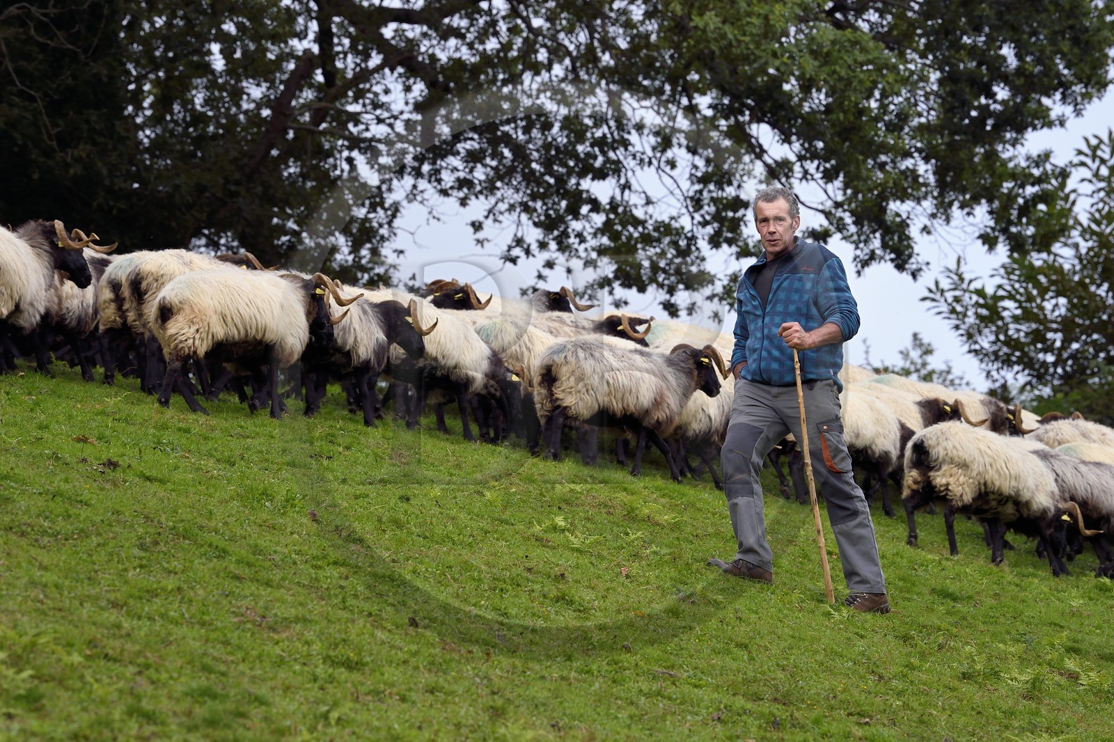 France, Pyrénées-Atlantiques (64), Pays-Basque, vallée des Aldudes, Urepel, l'éleveur de brebis manech tête noire Jean-Bernard Etchebarren