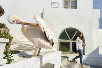Grèce, Les Cyclades, mer Égée, île de Mykonos, Chora (Mykonos town), le pélican est devenu la mascotte de la ville