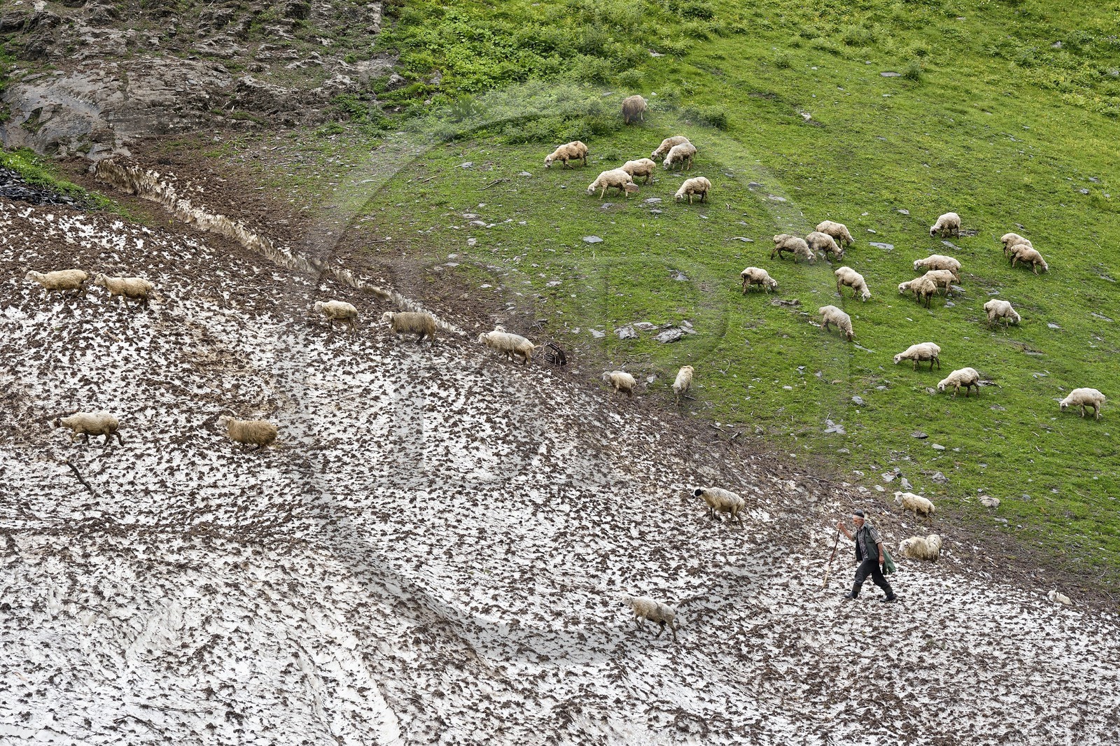 Géorgie, Kakheti, Parc national de Touchétie, vallée de la rivière Alazani dans les montagnes de Pirikiti, berger et son troupeau de moutons