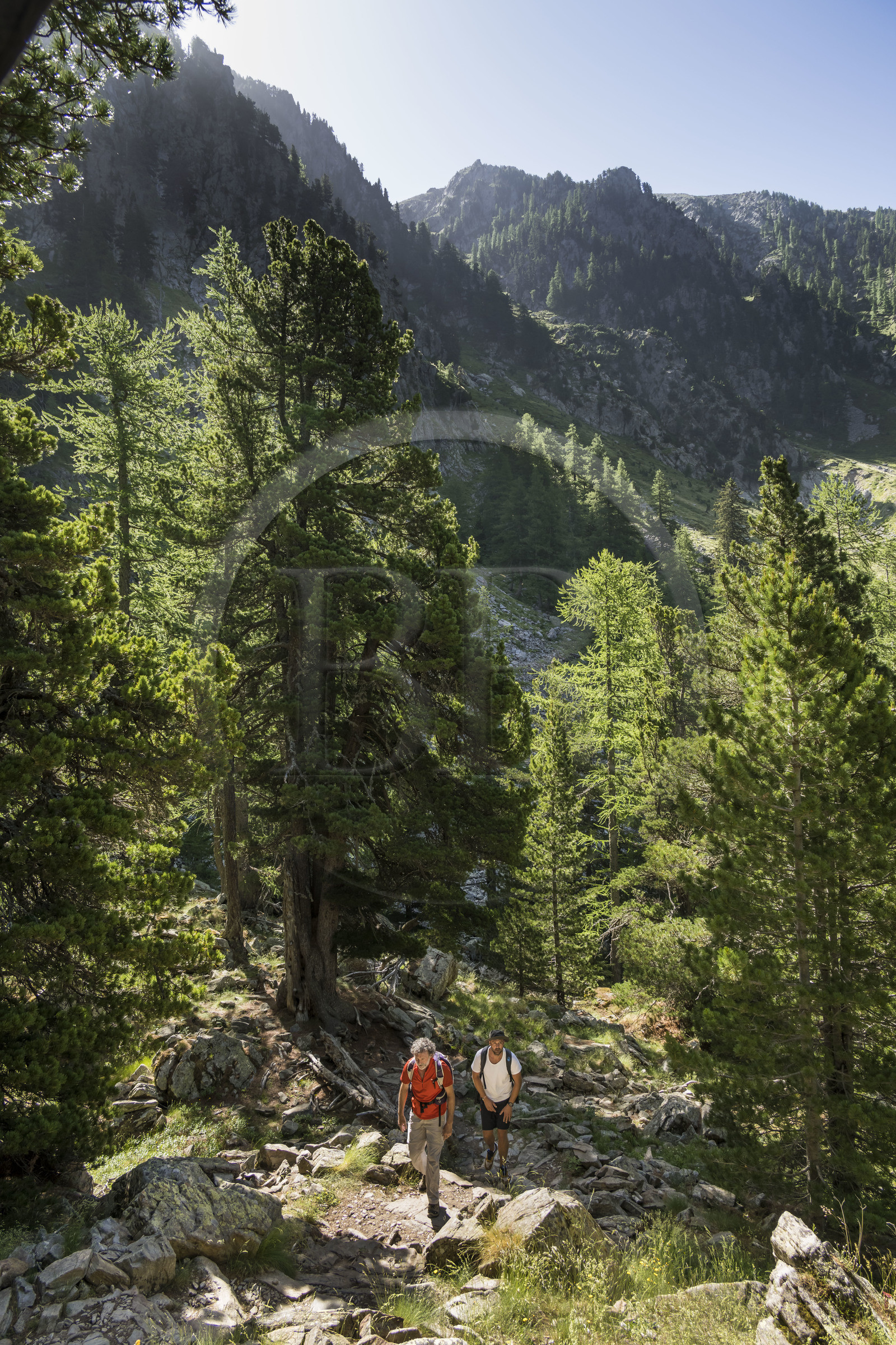France, Alpes-Maritimes (06), parc national du Mercantour, Haute-Vésubie, Saint-Martin-Vésubie, Val du Haut Boréon, randonnée sur le GR 52 vers le refuge de Cougourde