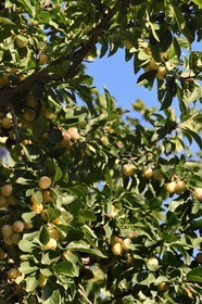 France, mirabellier qui est une variété de prunier, mirabelles dans l'arbre