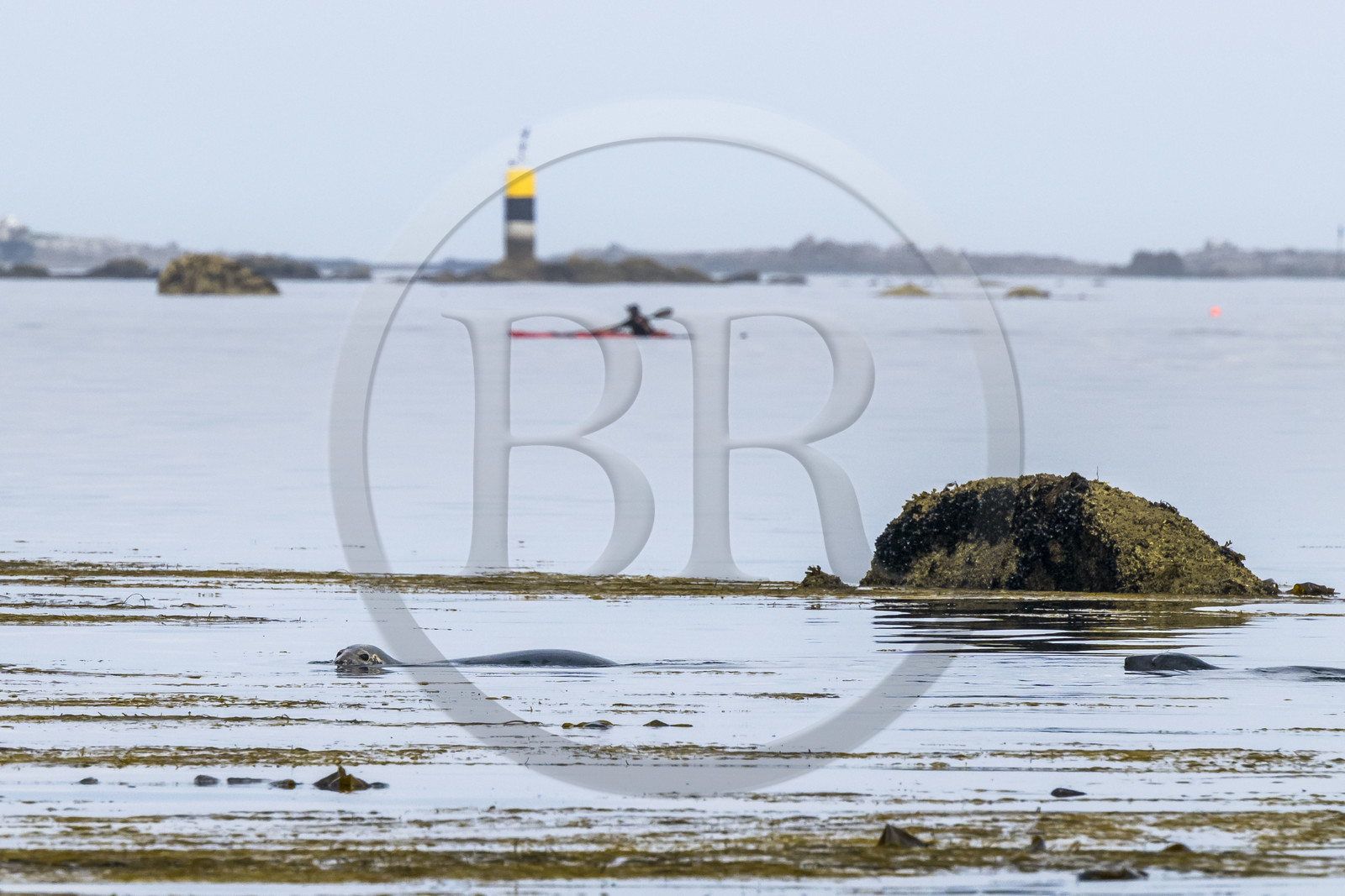 France, Finistère (29), Penmarch, archipel des Étocs, sortie en kayak du Centre nautique du Guilvinec à la découverte du phoque gris (halichoerus grypus) dans les rochers à marée basse