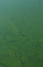 France, Aude (11), une barque de p