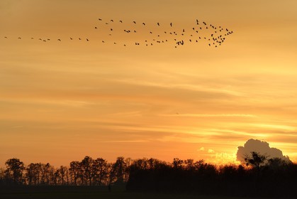 France, Indre (36), le Berry, parc naturel régional de la Brenne, Rosnay, étang de la Mer Rouge, grue cendrée (grus grus), vol au coucher de soleil