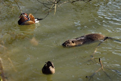 France, Val-de-Marne (94), les bords de Marne, Bry-sur-Marne, Ragondin (Myocastor coypus) et canard mandarin (Aix galericulata)