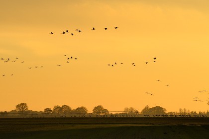 France, Indre (36), le Berry, parc naturel régional de la Brenne, Rosnay, étang de la Mer Rouge, grue cendrée (grus grus), vol au coucher de soleil