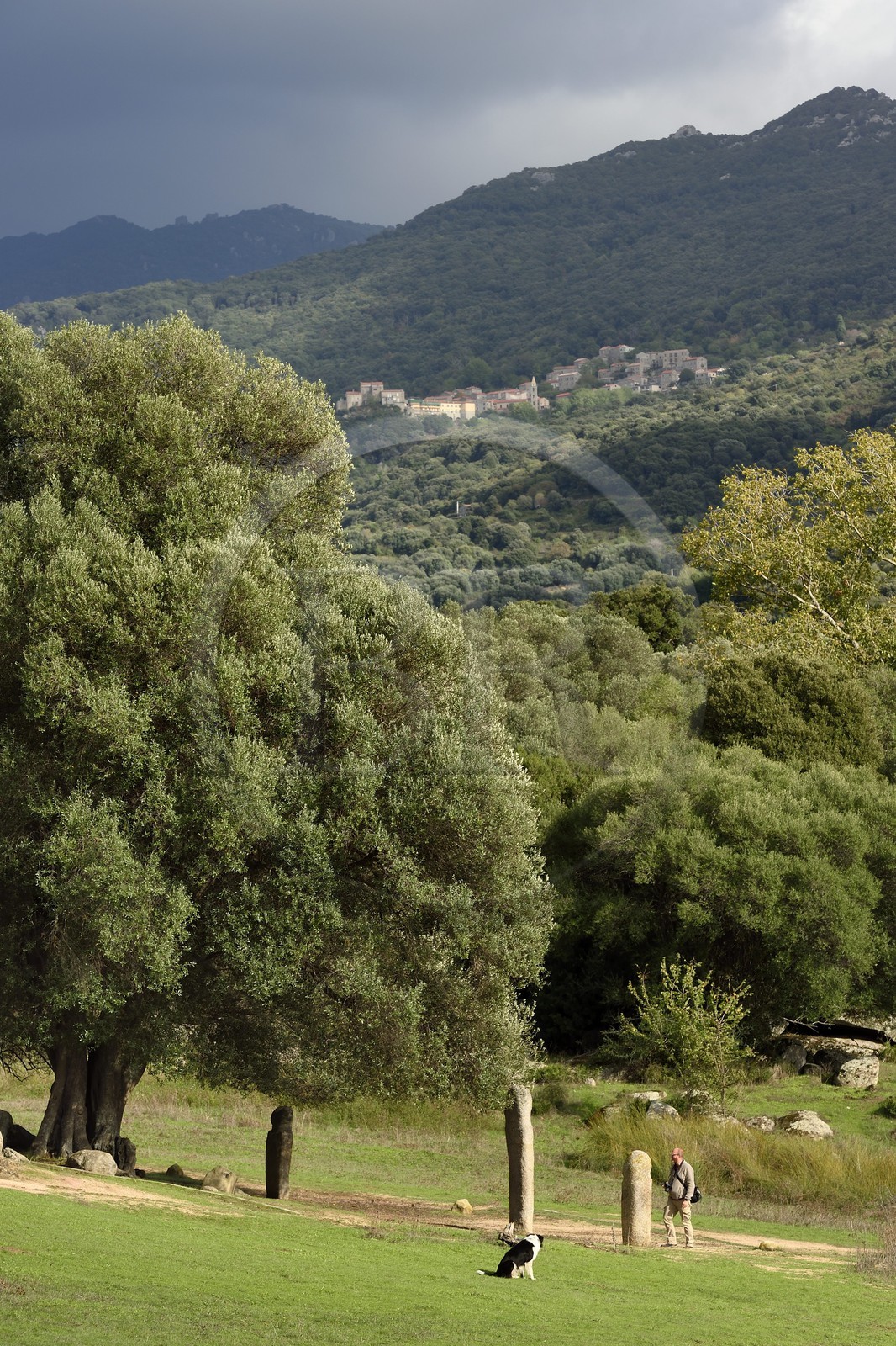 France, Corse-du-Sud (2A), site préhistorique de Filitosa, alignement de statues menhirs sous un olivier millénaire