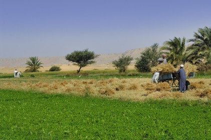 Egypte, désert libyque, oasis de Dakhla, travaux des champs