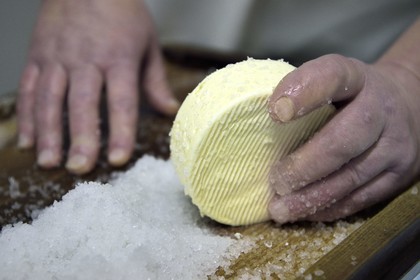 France, Haut-Rhin (68), Wasserbourg, Ferme-auberge Buchwald, le marcaire Michel Wehrey à la fabrication du fromage de munster AOP (lait de vache), salage du munster qui a 24 heures