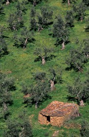 Espagne, Estrémadure, bergerie vers Guadalupe