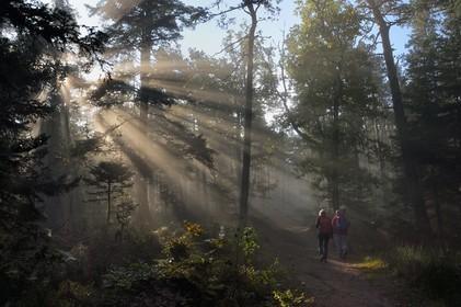 France, Bas-Rhin (67), Mont Saint-Odile, randonnée des chemins des Chateaux-forts d'Alsace vers le chateau du Landsberg