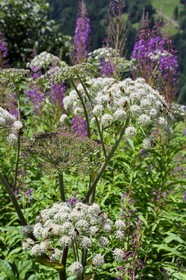 Suisse, canton de Vaud, Gryon, guêpes