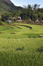 Philippines, province d'Ifugao, les rizières en terrasses de Banaue autour du village de Batad, classées Patrimoine Mondial de l'UNESCO