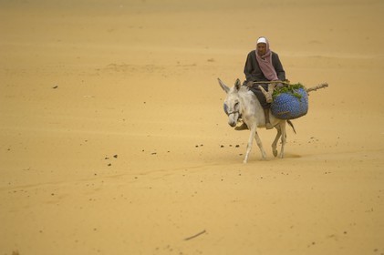 Egypte, Haute Egypte, désert libyque, oasis de Dakhla, village de Al-Qasr