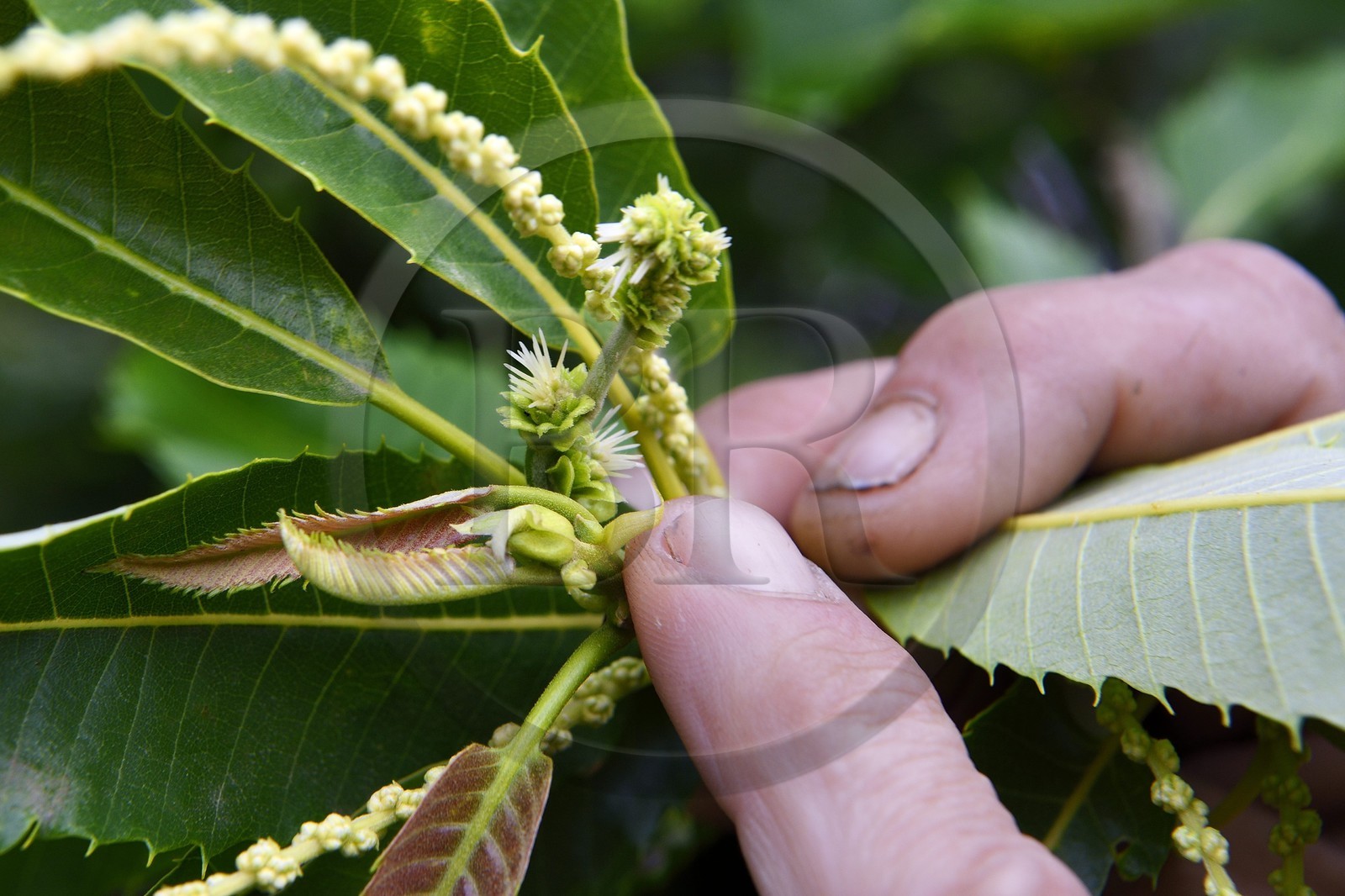 France, Var (83), Massif des Maures, Collobrières, châtaignier, fleur femelle au bout du doigt et fleur mâle sur la tige