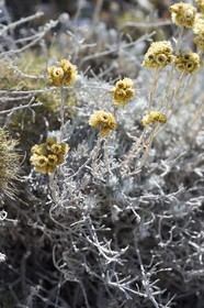 France, Bouches-du-Rhône (13), Marseille, Parc National des Calanques, Archipel des Iles du Frioul, Ile de Pomègues, immortelle commune (Helichrysum stoechas)