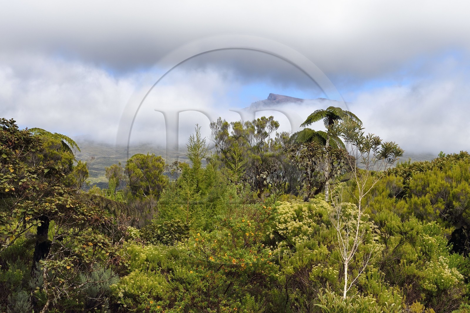France, Ile de la Reunion, Parc National de la Réunion classé Patrimoine Mondial de l'UNESCO, La Plaine des Palmistes, forêt de Bébour, fougères arborescentes (Cyathea glauca)