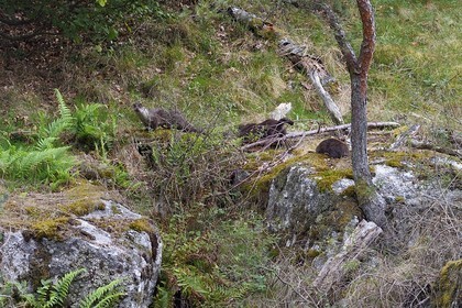 France, Lozère (48), Parc naturel régional de l'Aubrac, Saint-Juéry, les gorges de la rivière Bès, loutres d'Europe (Lutra lutra)