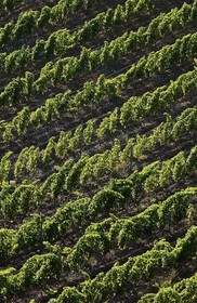 France, Aude (11), le vignoble de Tuchan au coeur des corbi