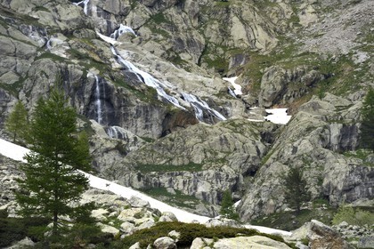 France, Alpes-Maritimes (06), parc national du Mercantour, Haute-Vésubie, vallon de la Gordolasque, cascade de l'Estrech et chamois sur un névé