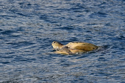 France, Ile de Mayotte, Petite-Terre, tortues (de mer) verte (Chelonia mydas) qui s'accouplent