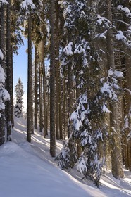 France, Haute-Savoie (74), Morzine, la vallée d'Aulps, massif du Chablais, domaine skiable des Portes du Soleil, la forêt enneigée sur le Pléney (1554m)