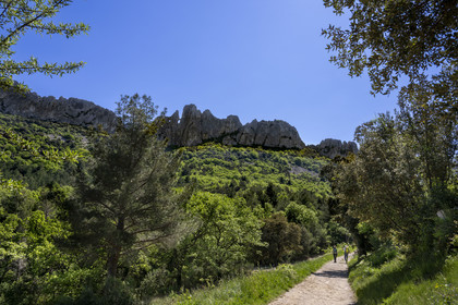 France, Vaucluse (84), Dentelles de Montmirail, Gigondas, randonneurs sur un sentier longeant les Dentelles Sarrasines au coeur du massif