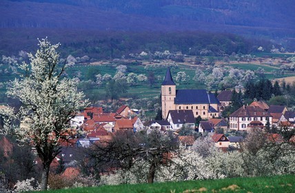 France, Bas-Rhin (67), Preuschdorf, arbres fruitiers en fleurs